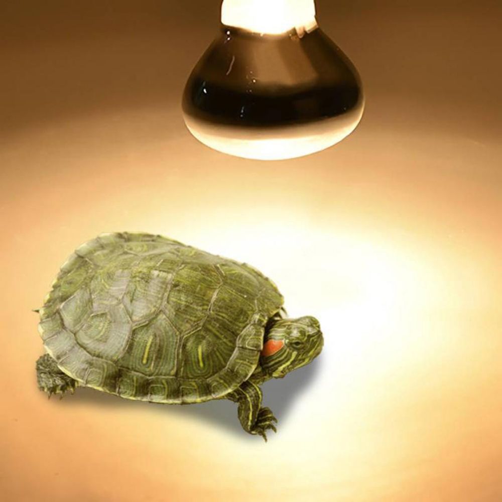 Amphibians Temperature Control - Basking Bulb Halogen ulasan dan harga