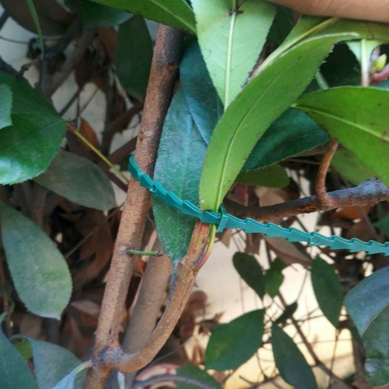 50Pcs Reusable Adjustable Plas - Vine Climbing Plastic ulasan dan harga