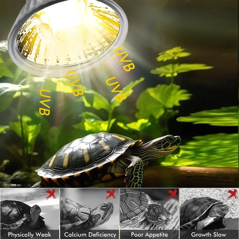75/50/25W Tortoise Lizard Bask - Calcium Powder Reptile ulasan dan harga