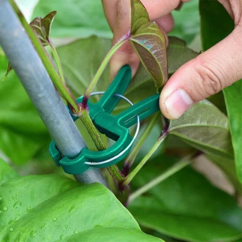 50 Reusable Plant Fixed Clips, - Vine Climbing Plastic ulasan dan harga